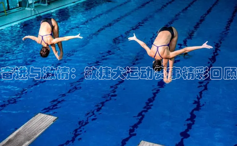 奋进与激情：敏捷犬运动赛事精彩回顾